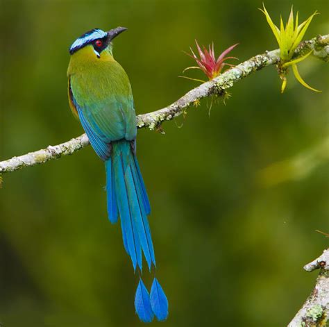 Bellas Aves de El Salvador: Momotus momota coeruliceps  talapo, pájaro ...