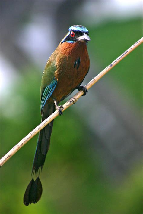 Bellas Aves de El Salvador: Momotus momota coeruliceps  talapo, pájaro ...