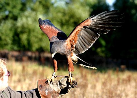 Bellas Aves de El Salvador: Parabuteo unicinctus  gavilán de hombros ...