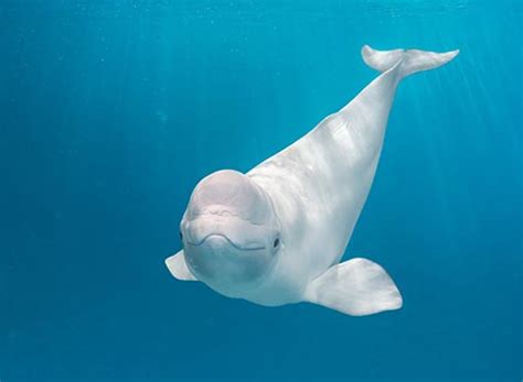 Beluga whale | Beast Wars Transformers Wiki | FANDOM ...