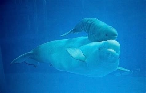 Beluga whale calf born at SeaWorld San Antonio   San ...