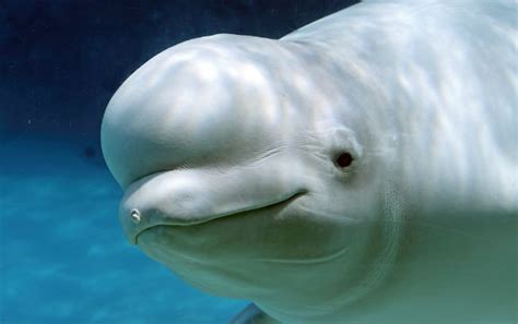 Beluga Whale Dies at SeaWorld San Antonio : Ecorazzi