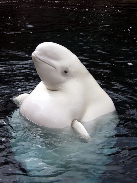 beluga whale | Flickr   Photo Sharing!