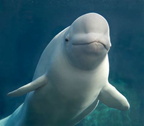 Beluga Whale | Flickr Photo Sharing!