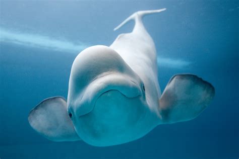 Beluga Whale SNSH
