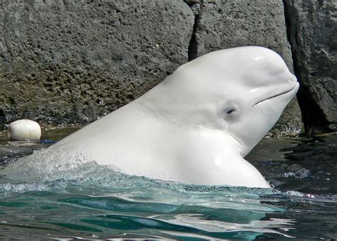 Beluga Whale SNSH