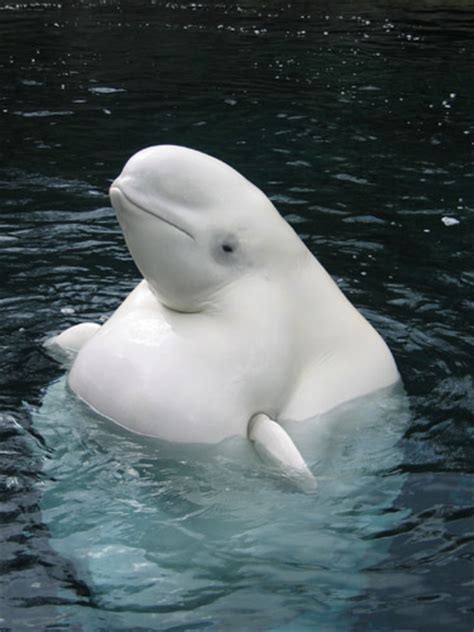 Beluga Whale / White Whale ~ Splendid Pictures Around The Net