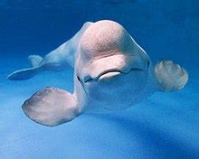 Beluga whale   Wikipedia