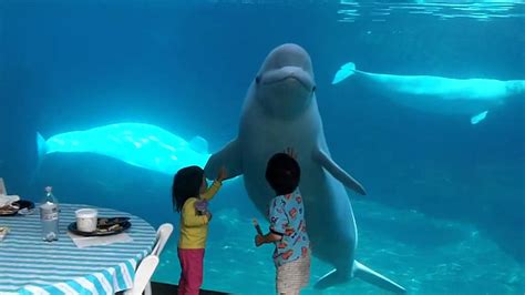 Beluga whales and 2 kids   YouTube