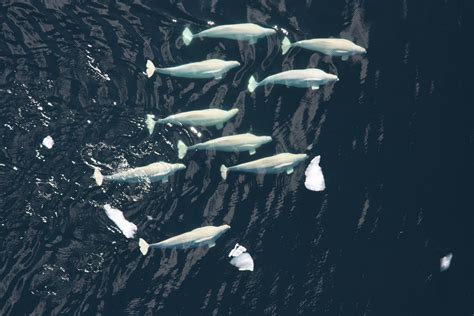 Beluga whales dive deeper, longer to find food in Arctic ...
