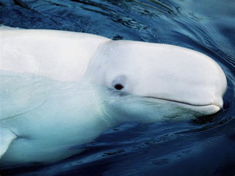 Beluga | Whales |Species | WWF
