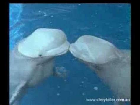 Belugas:   los canarios del mar  .   YouTube