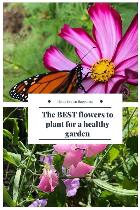 Beneficial Flowers For A Healthy Garden  With images ...