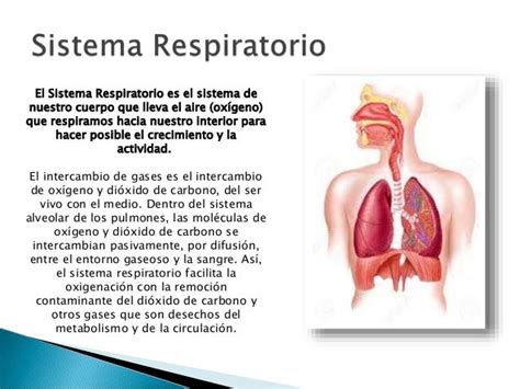 Beneficios De La Actividad Fisica En El Sistema Respiratorio Pdf ...