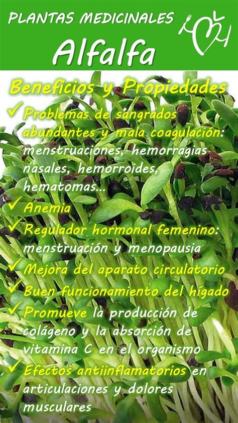Beneficios De La Alfalfa En El Cuerpo Humano   Estos Beneficios