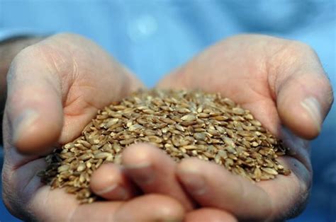 Beneficios de la cebada   el cereal para comenzar su día con   Salud teu