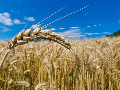 Beneficios de la cebada   el cereal para comenzar su día con   Salud teu