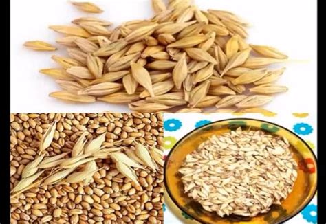 Beneficios de la cebada y sus sorprendentes propiedades nutricionales