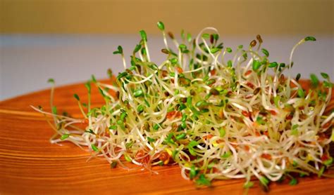 Beneficios de los germinados de alfalfa   SUMATI