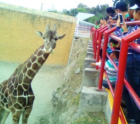 Beneficios de visitar un zoológico ¿Por qué es importante ir al ...