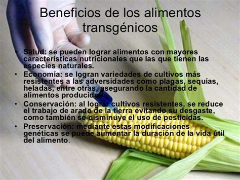 Beneficios Y Riesgos De Los Alimentos Transgenicos En Mexico   Estos ...