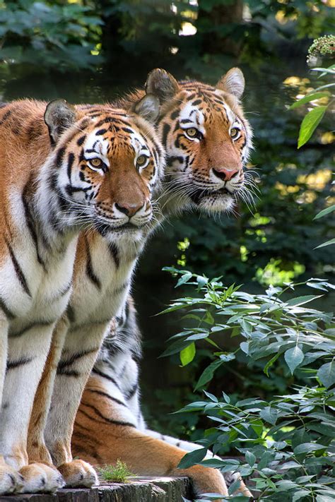 Bengal Tiger Panthera Tigris Tigris In Captivity ...