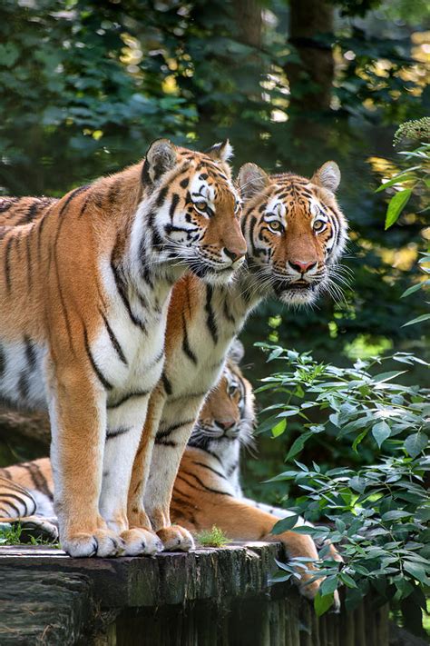 Bengal Tiger Panthera Tigris Tigris In Captivity ...