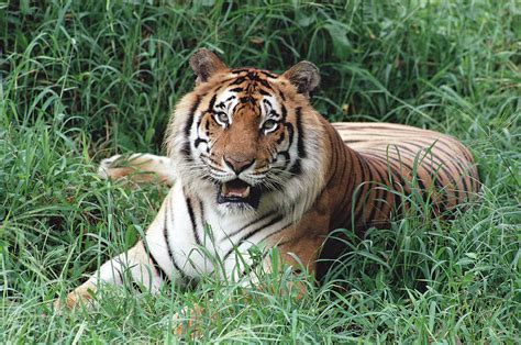 Bengal Tiger Panthera Tigris Tigris Photograph by Gerry Ellis