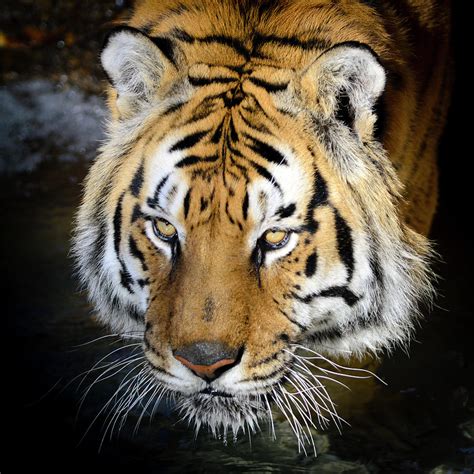 Bengal Tiger Panthera Tigris Tigris Photograph by ...