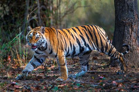 Bengal Tiger Panthera Tigris Tigris Photograph by ...