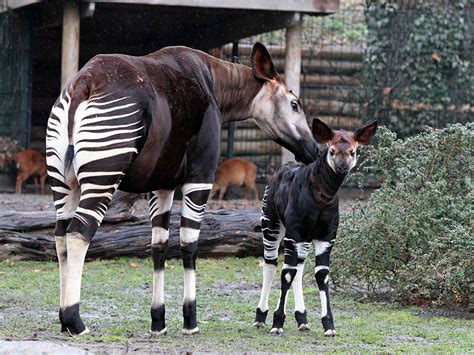 Berlin Zoo – animal fun for all the family