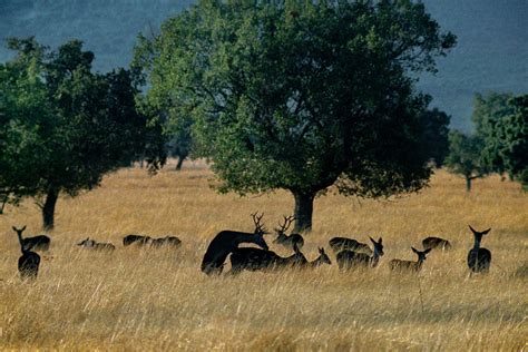 Berrea en el Parque Nacional de Cabañeros: el otoño de los ...