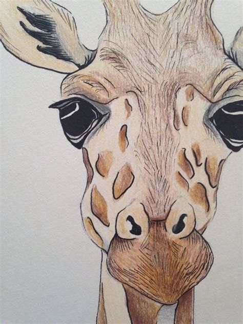 Best 25 Giraffe Drawing Ideas On Pinterest Cute Giraffe ...