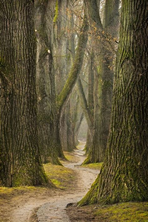 Best 25+ Walking paths ideas on Pinterest | Paths ...