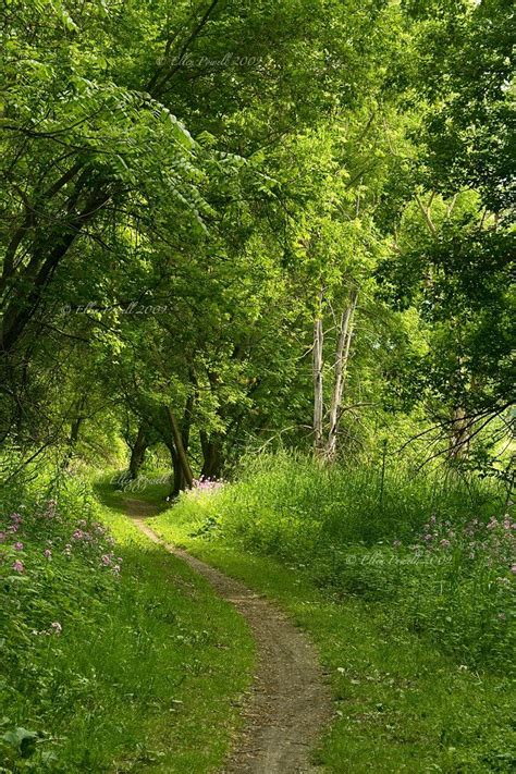 Best 25+ Walking paths ideas on Pinterest | Woodland walks ...