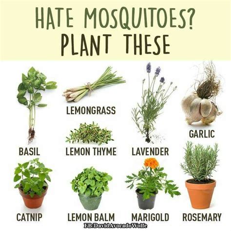 best anti mosquito plants   Google Search | Mosquito ...