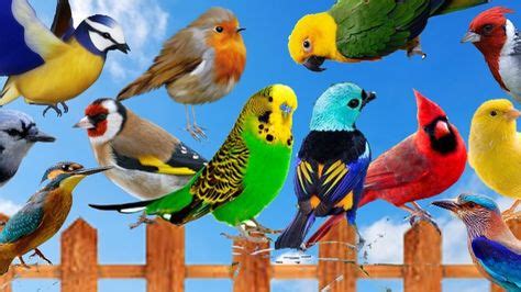 Best bird songs   75 birds singing | Aves, Canarios y Aves exóticas