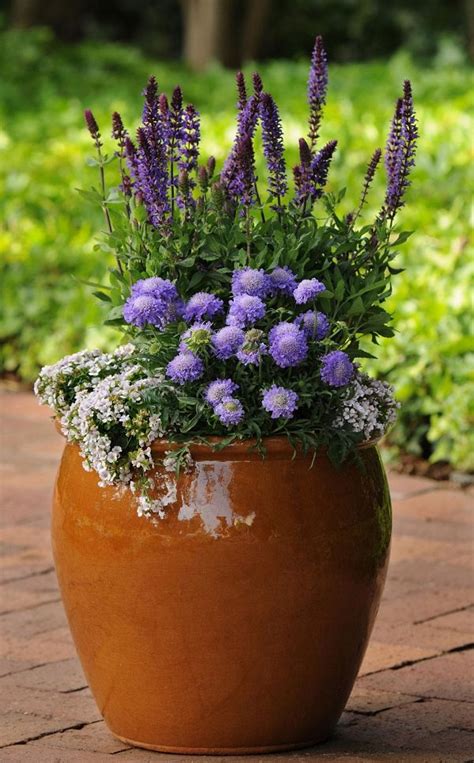 Best Blue Flowers To Grow In Containers | Balcony Garden Web