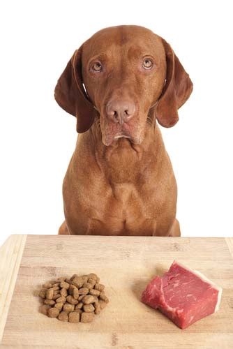 Best Food for Dogs 101: FREE Dog Food Buying Guide