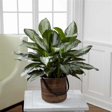 Best Indoor Plants According to Different Light Conditions