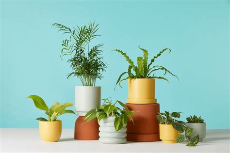 Best indoor plants you can buy online now   Curbed