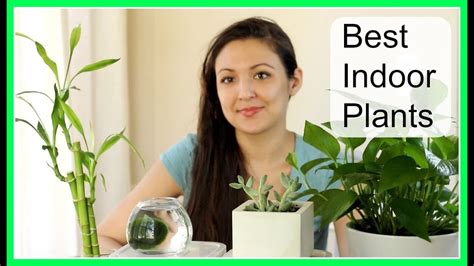 Best Indoor Plants   YouTube
