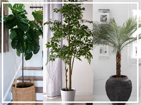 Best Indoor Trees & How to Care for Them | Dossier Blog