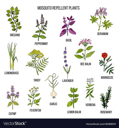 Best mosquito repellent plants Royalty Free Vector Image