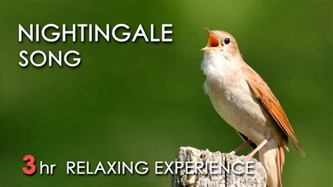 BEST NIGHTINGALE SONG   3 Hours REALTIME Nightingale ...
