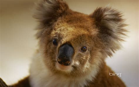 Best Of Bing Australia   Australian Landmarks & Animals ...