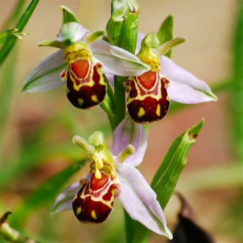 [Best Offer] 100 Seeds China Rare Smile Face Bee Orchid ...