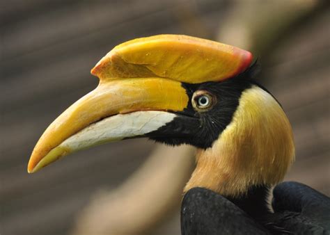 Best Peru & Costa Rica Bird Watching Sites | Class Adventure Travel