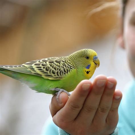 Best Pet Birds | Find the right pet bird for you in 2020