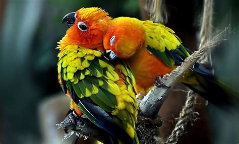 Best Pics Store: Top 20 Cute Birds HD Wallpapers For Pc & Laptop